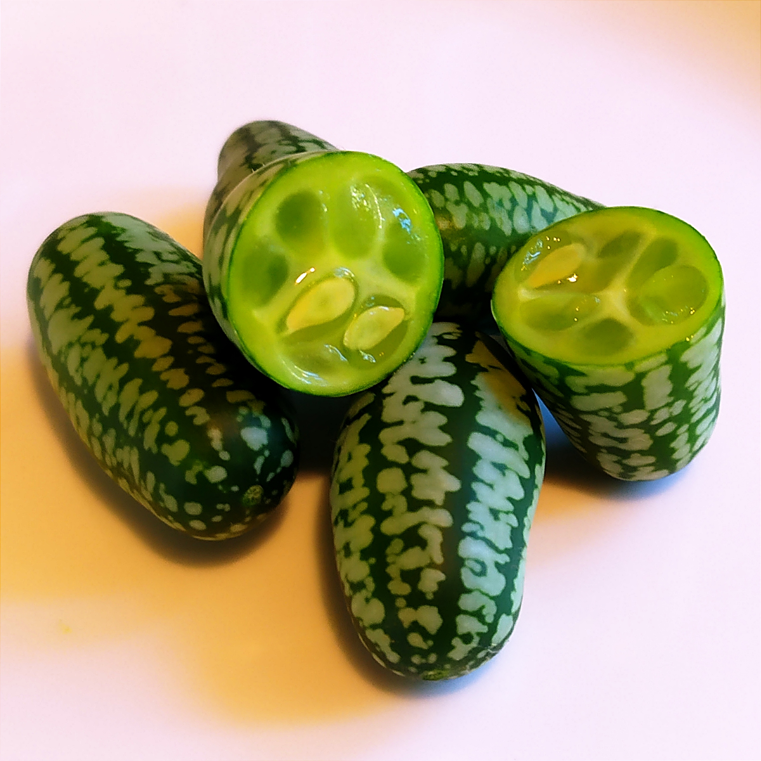 Mexická okurka - Mouse melon - zvìtšit obrázek